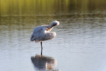 Follow the Spoonbill